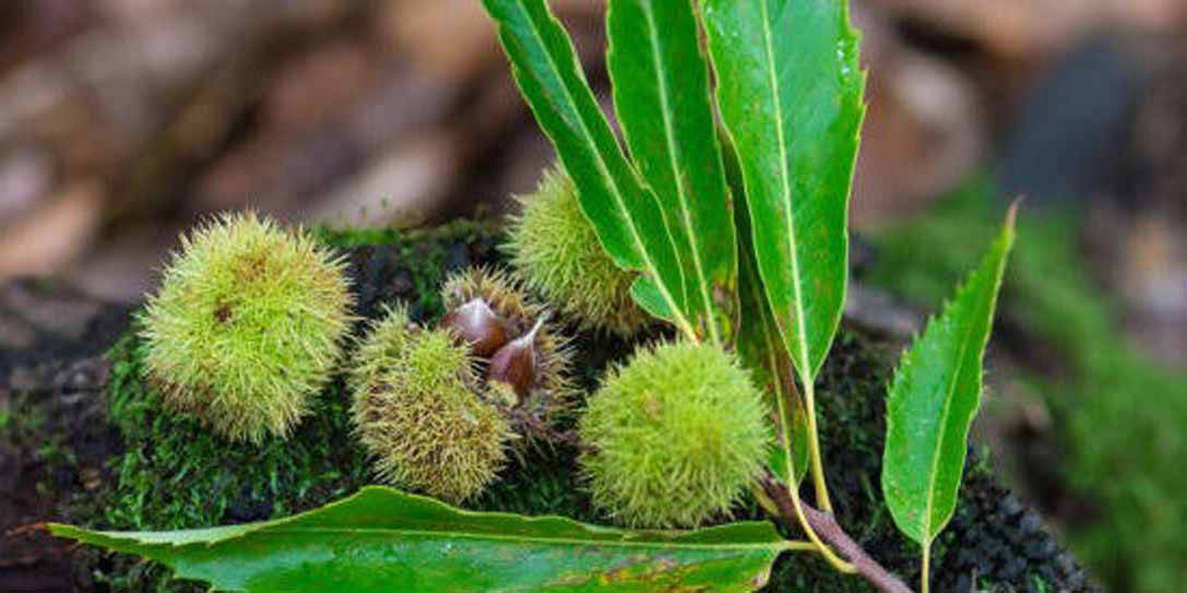 Kastanienholz im Detail