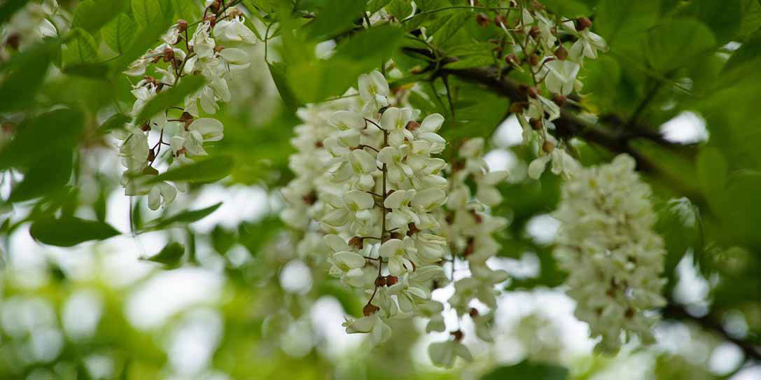 Robinienholz im Detail