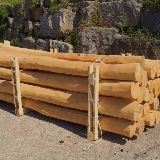 Robinienstämme aus splintfreiem Rundholz