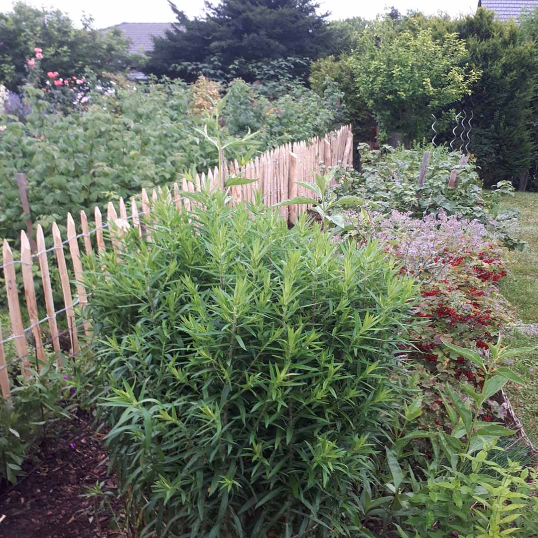 Staketenzaun Kastanie 100 cm hoch | Gartenprojekt