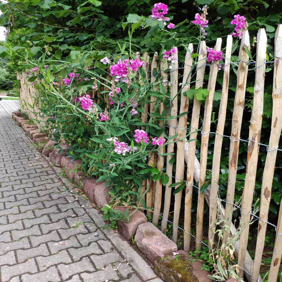 Staketenzaun aus Kastanie in verschiedenen Höhen